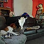 armchair, black_and_white, blanket, brown, cat, couch, curious, dog, dvd, furniture, home, indoor, living_room, mattress, pet, red_wall, relaxing, shelf, sleeping, stuffed_toy