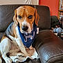 Stiffler participe au concours pour gagner de l'argent avec cette photo : animal, bandana, beagle, blanket, bookshelf, brown, calm, close_up, cute, dog, domestic_animal, furniture, headphones, indoor, leather_couch, living_room, orange_wall, pet, sitting, white