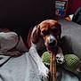 Stiffler a rejoint le concours — aidez-le/la à gagner de superbes lots ! beagle, black, bone, bookshelf, brown, canine, couch, cozy, dog, furniture, indoor, paw, pet, plush_toy, relaxing, room, snout, tongue, toy, white