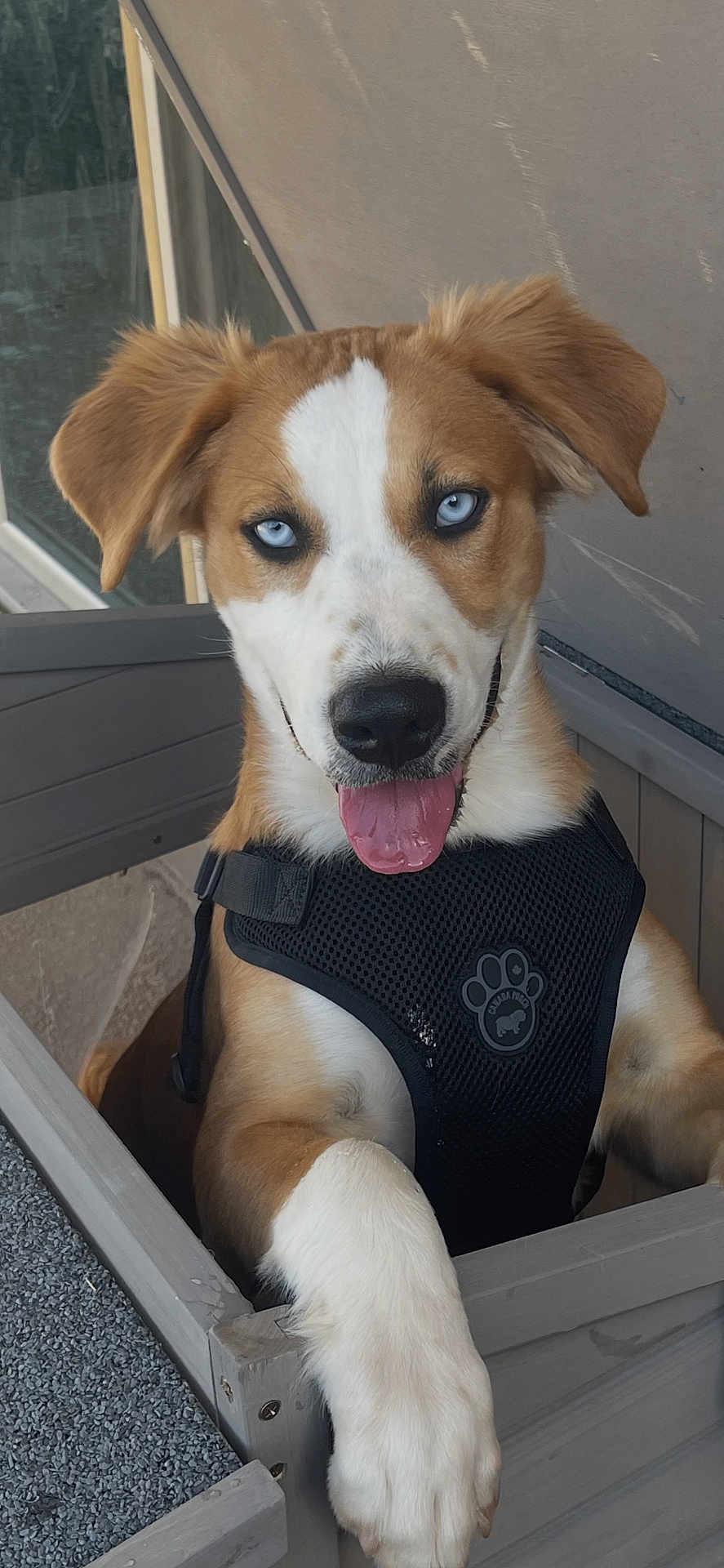 Kanelo is registered to the contest to win money with this photo: dog, blue_eyes, brown_and_white_fur, black_harness, tongue_out, wooden_surface, window, gray_wall, pet, canine, playful, close_up, outdoor, friendly, animal, paw_logo, happy, leisure, young_dog, cute