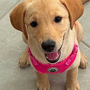 Ella May joined the competition — help win amazing prizes! adorable, animal, canine, cute, dog, ears, floor, friendly, fur, indoor, looking_up, nose, paws, pet, pink_harness, playful, puppy, smiling, tile, young