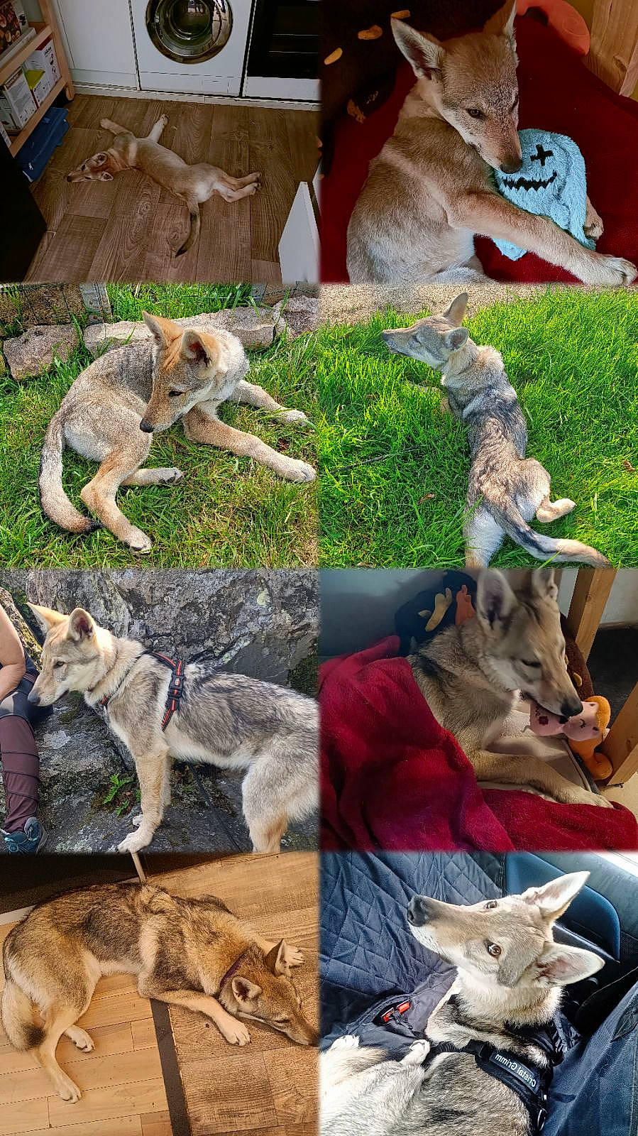 Cinder a rejoint le concours — aidez-le/la à gagner de superbes lots ! adaptation, art, canidae, collage, dog_breed, fawn, fur, grass, groundcover, herd, kangaroo, mammal, organism, plant, recreation, tail, terrestrial_animal, vertebrate, wildlife, working_animal