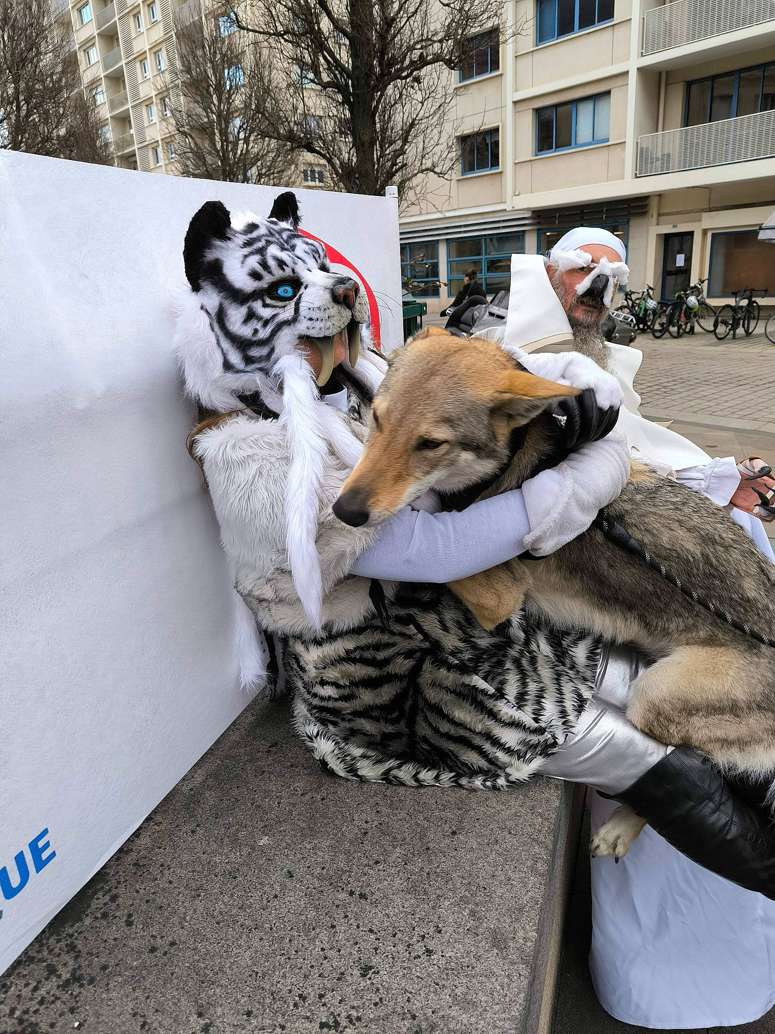 Cinder participe au concours pour gagner de l'argent avec cette photo : big_cats, building, carnivore, companion_dog, dog_breed, event, felidae, fur, fur_clothing, grey, hat, mascot, mask, pedestrian, snout, street, tree, whiskers, window, winter