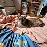 Fripouille participe au concours pour gagner de l'argent avec cette photo : cat, blanket, bed, bedding, indoor, furniture, chair, drawer, wooden_floor, pet, fur, resting, cozy, relaxed, cute, domestic_animal, animal, soft_texture, pink, patterned_fabric