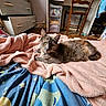 cat, blanket, bed, bedding, indoor, furniture, chair, drawer, wooden_floor, pet, fur, resting, cozy, relaxed, cute, domestic_animal, animal, soft_texture, pink, patterned_fabric