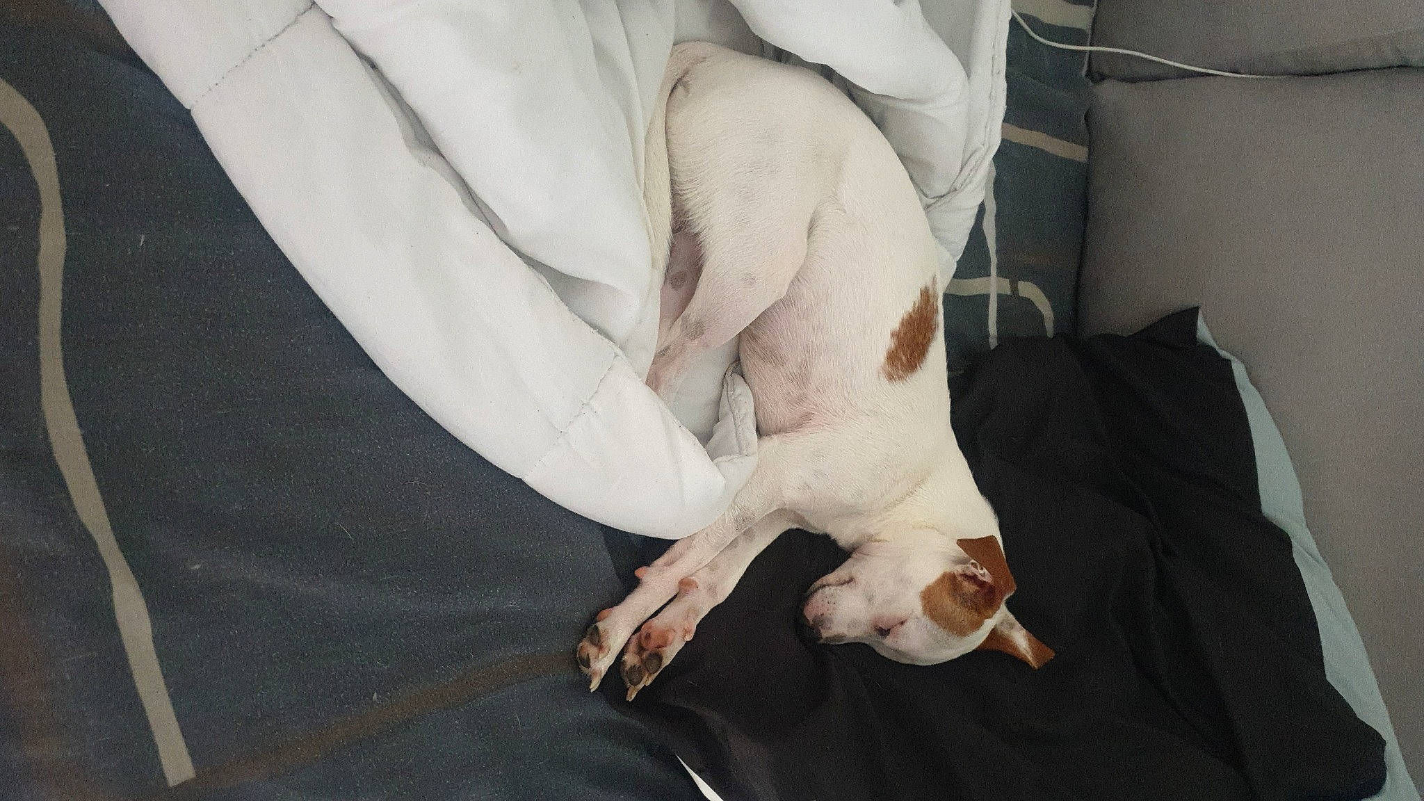 Phoenix participe au concours pour gagner de l'argent avec cette photo : abdomen, claw, comfort, companion_dog, dress, elbow, eye, foot, formal_wear, gesture, human_body, human_leg, knee, linens, nail, paw, room, sleeve, thumb, wrist