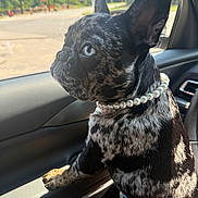 Vivi joined the competition — help win amazing prizes! animal, blue_eyes, brindle, car_door, car_interior, close_up, cute, daylight, dog, domestic_animal, french_bulldog, leather_seat, looking_out_window, pearl_necklace, pet, portrait, shadow, sitting, sunlight, window