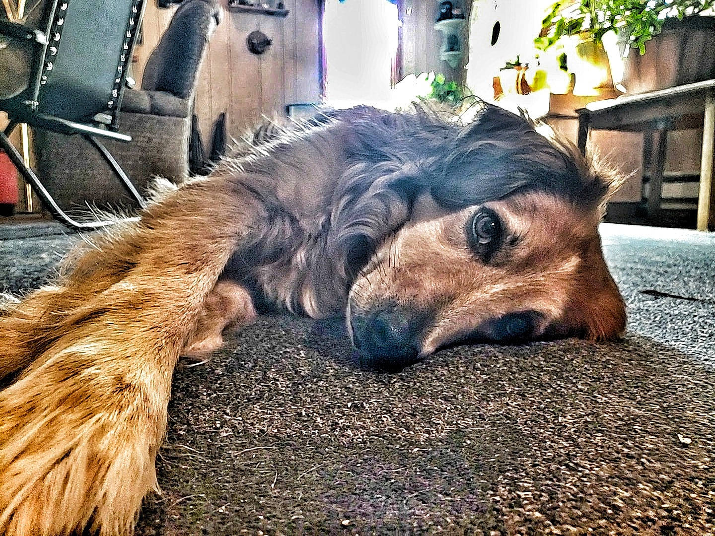 Perseus joined the competition — help win amazing prizes! canidae, carnivore, companion_dog, dog, dog_breed, dog_supply, fawn, fur, houseplant, liver, natural_material, snout, sporting_group, whiskers, working_animal