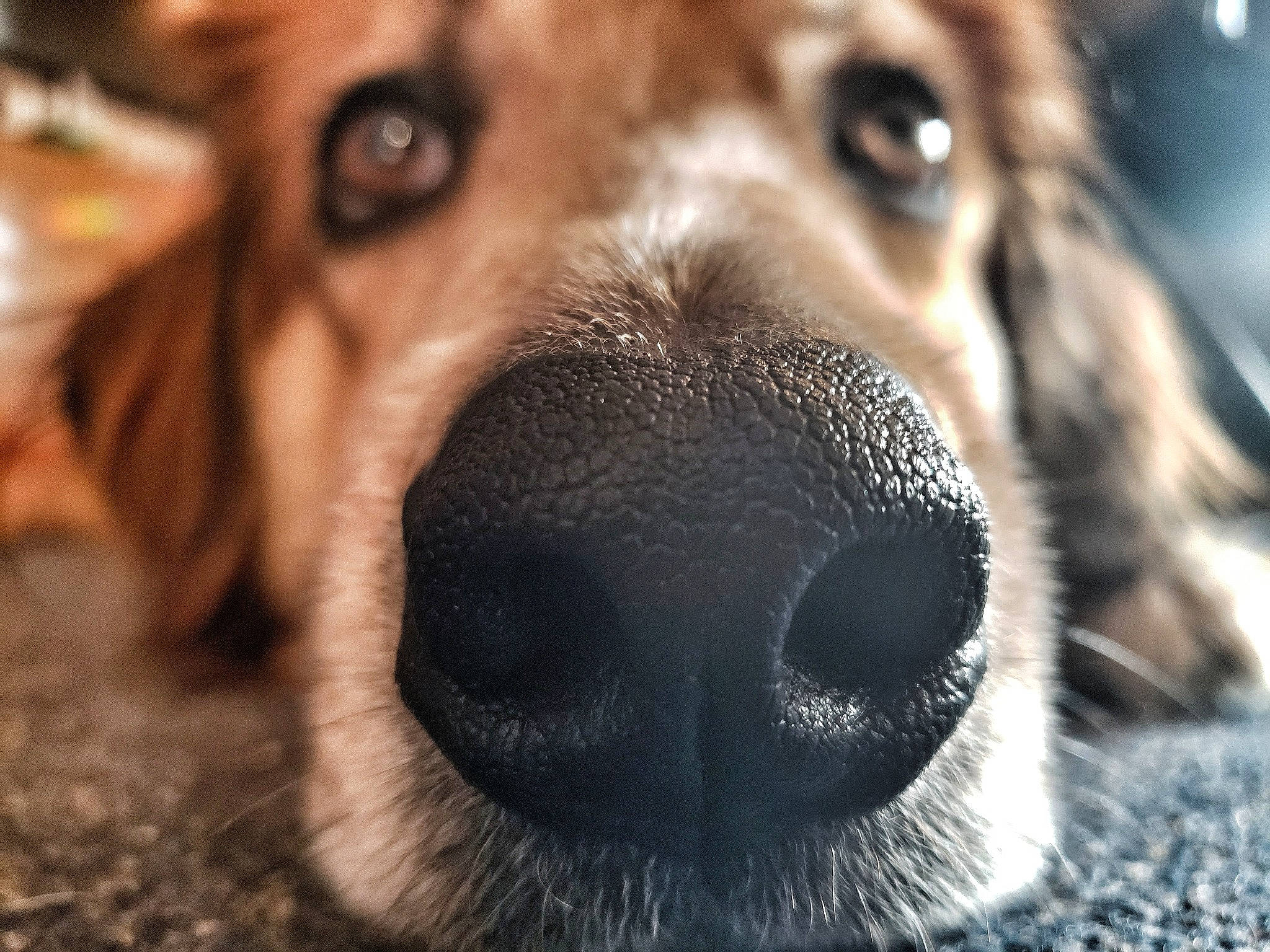 Perseus joined the competition — help win amazing prizes! brown, canidae, carnivore, close_up, companion_dog, dog, dog_breed, fawn, fur, iris, liver, organ, photography, skin, snout, sporting_group, tan, whiskers, working_animal, working_dog