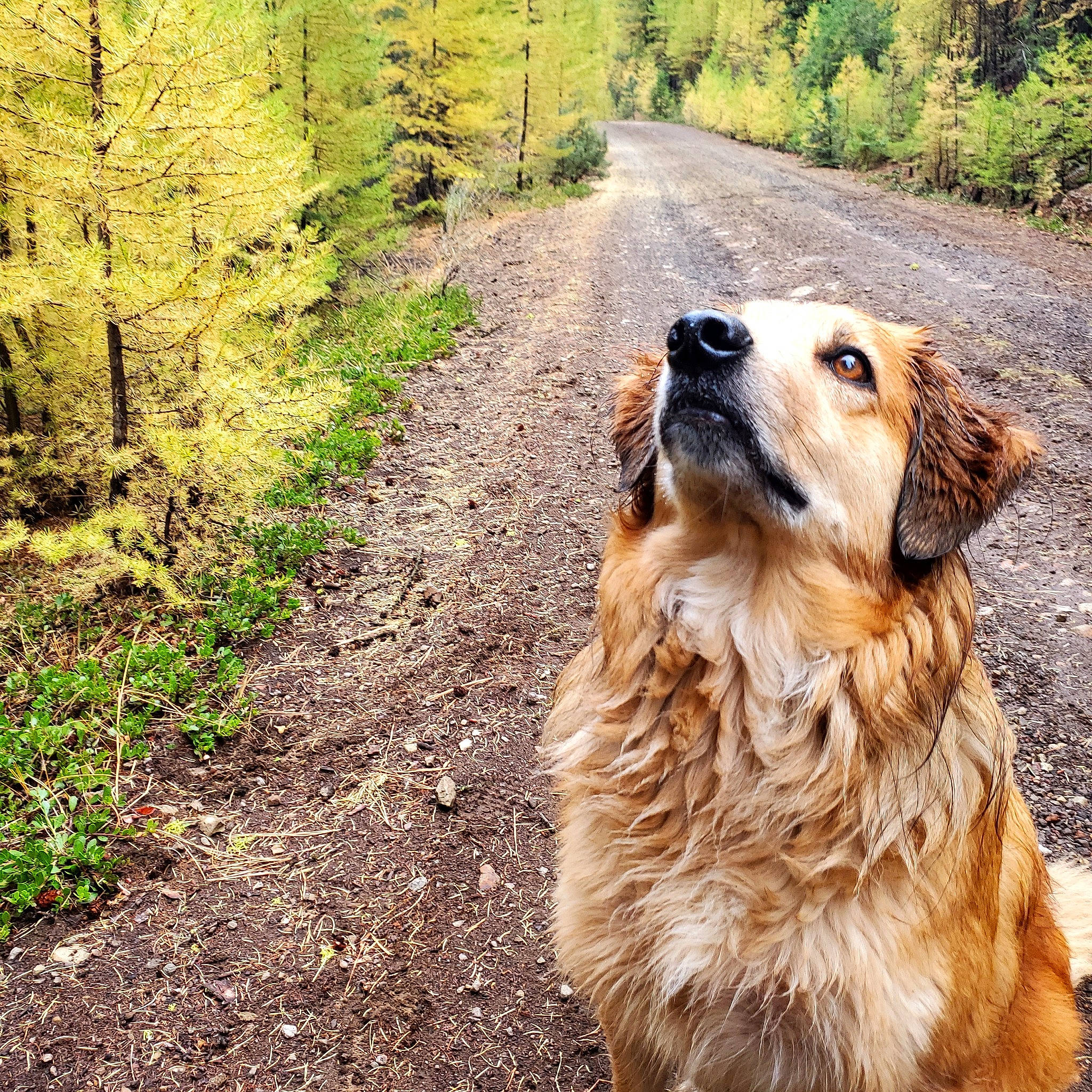Perseus joined the competition — help win amazing prizes! brown, canidae, carnivore, companion_dog, dog, dog_breed, fawn, forest, fur, plant_community, retriever, shrub, snout, soil, sporting_group, subshrub, trail, whiskers, woodland, working_animal