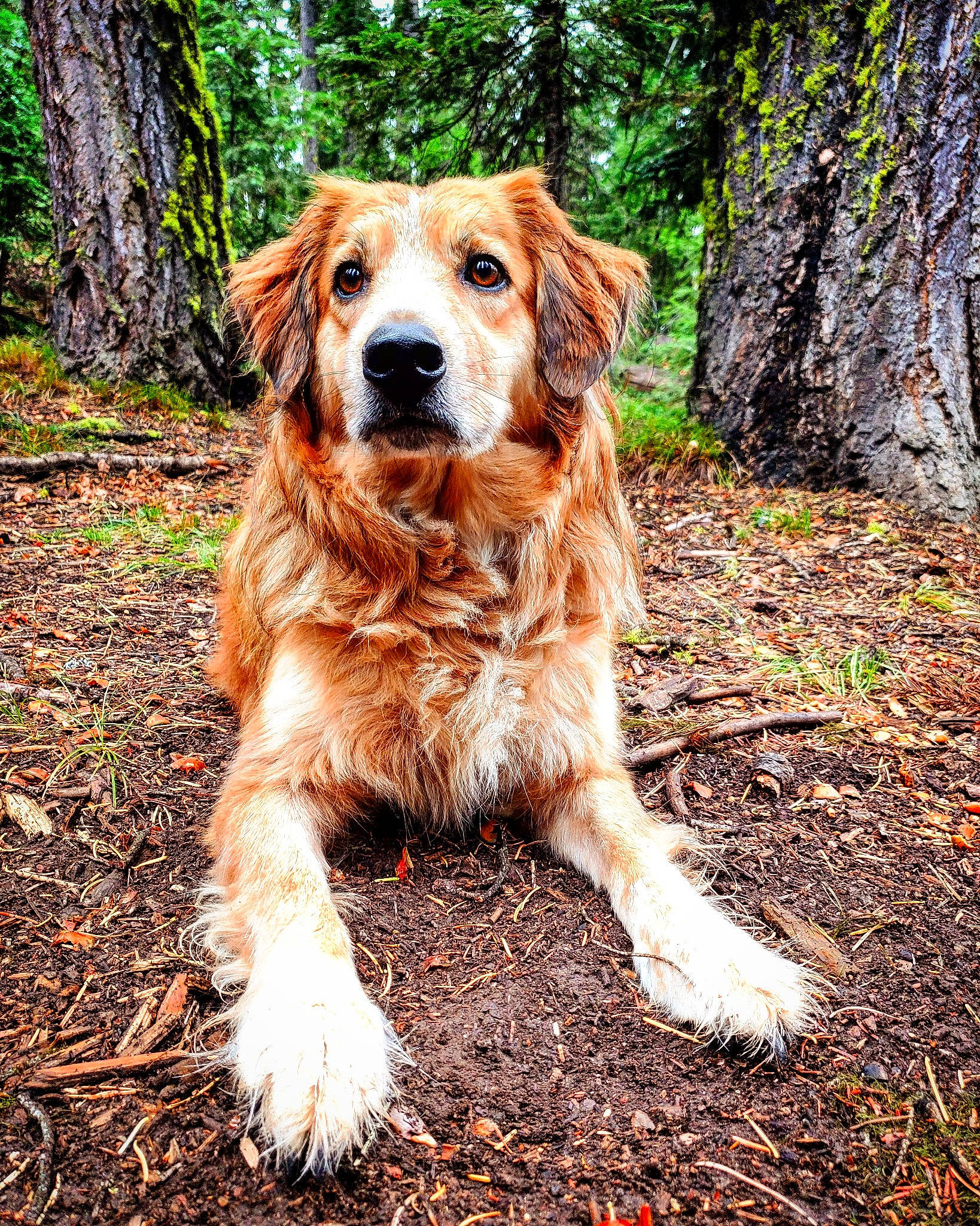 Perseus joined the competition — help win amazing prizes! autumn, canidae, carnivore, companion_dog, deciduous, dog, dog_breed, fawn, forest, grove, gun_dog, liver, northern_hardwood_forest, old_growth_forest, snout, sporting_group, temperate_broadleaf_and_mixed_forest, trunk, woodland, woody_plant