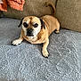 Chuckie is registered to the contest to win money with this photo: animal, blanket, canine, comfort, companion, couch, cozy, dog, ears, fur, home, indoor, looking_at_camera, orange_throw, paw, pet, relaxed, small_dog, tail, tan_fur