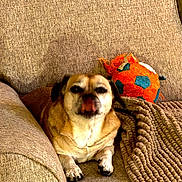 Chuckie is registered to the contest to win money with this photo: animal, blanket, brown, canine, closeup, comfort, couch, cozy, dog, furniture, home, indoor, paw, pet, playful, relaxing, resting, snout, texture, toy