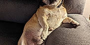 Chuckie joined the competition — help win amazing prizes! animal, canine, collar, comfort, companion, couch, cute, dog, fur, gray, home, indoor, laying, mammal, paw, pet, portrait, relaxed, resting, texture