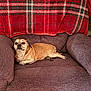 Chuckie is registered to the contest to win money with this photo: animal, armchair, blanket, brown_furniture, canine, comfort, companion, cozy, dog, domestic, furniture, home, indoor, living_room, pet, plaid_blanket, relaxed, resting, small_dog, wood_flooring