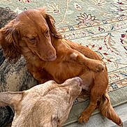 Schwarber is registered to the contest to win money with this photo: dog, indoor, carpet, brown_dog, sniffing, pet, animal, cute, floor, curious, canine, playful, closeup, domestic, furry, two_animals, resting, interaction, companion, household
