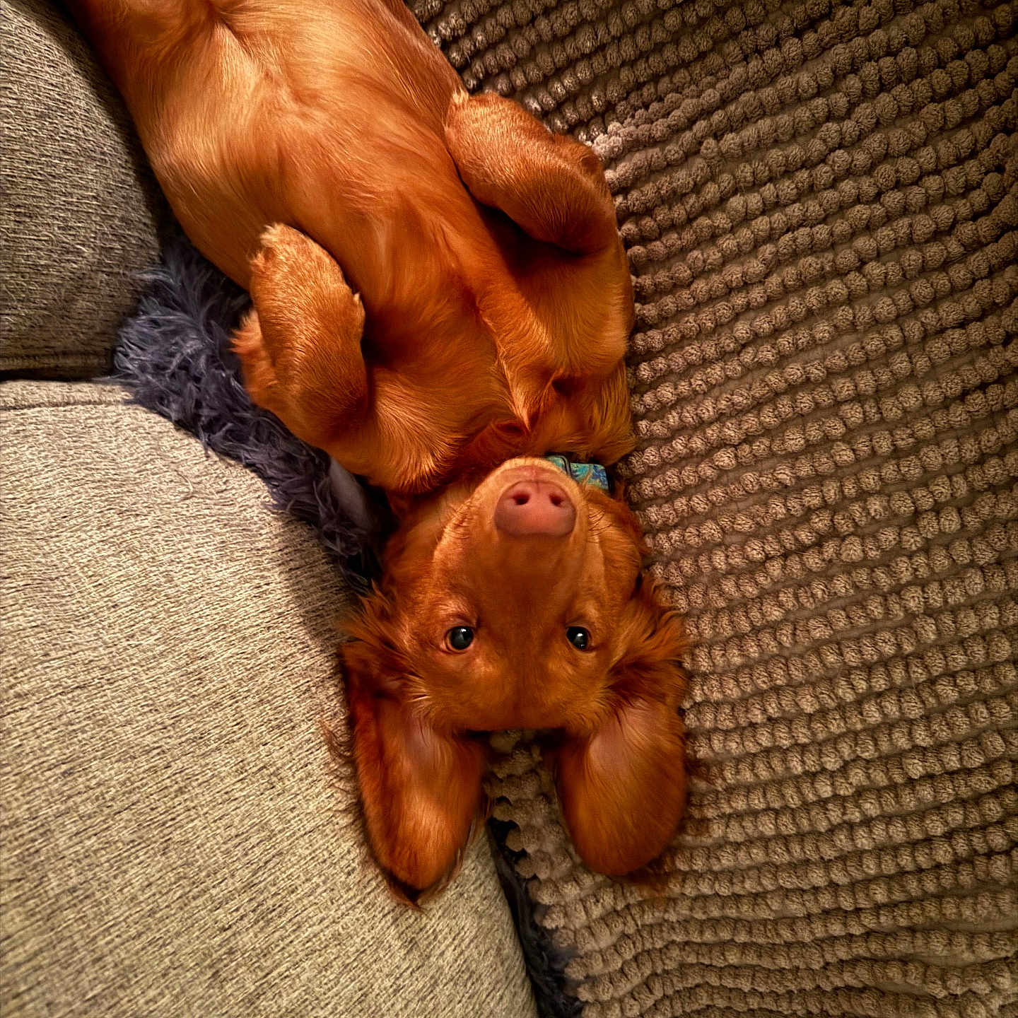 Schwarber is registered to the contest to win money with this photo: adorable, blanket, brown, collar, couch, cozy, cute, dog, floppy_ears, fur, golden_retriever, indoor, looking_at_camera, lying_down, pet, puppy, relaxed, soft, texture, upside_down
