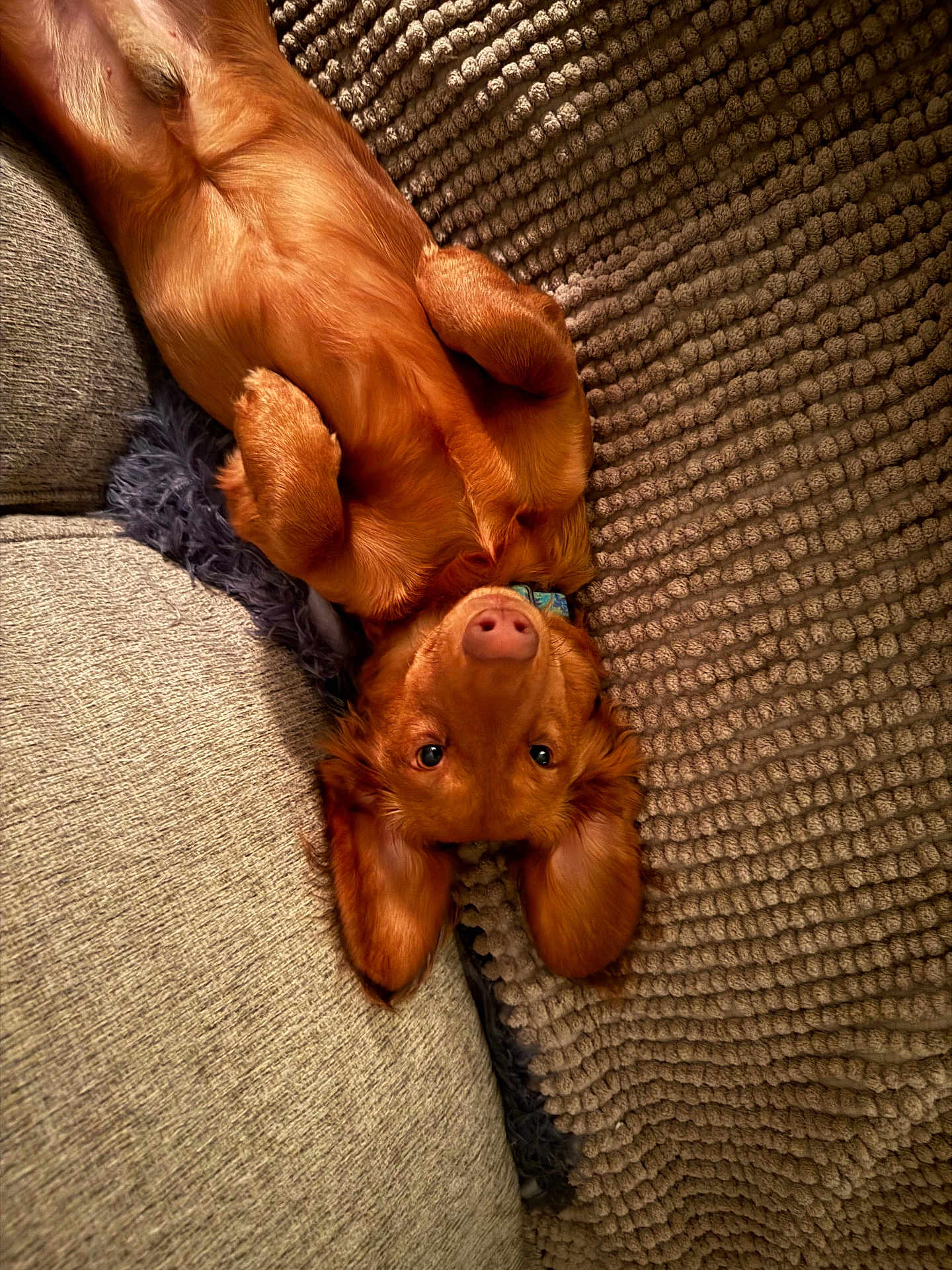 Schwarber is registered to the contest to win money with this photo: dog, puppy, golden_retriever, upside_down, floppy_ears, blanket, couch, cozy, fur, pet, indoor, cute, relaxed, looking_at_camera, collar, brown, texture, soft, lying_down, adorable