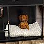 Schwarber is registered to the contest to win money with this photo: dog, brown_dog, puppy, pet, collar, cushion, crate, indoor, wood_floor, furniture, fluffy, resting, small_dog, canine, domestic_animal, animal, cute, looking, sitting, household