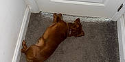Schwarber joined the competition — help win amazing prizes! dog, brown_dog, carpet, indoor, door, white_door, floor, resting, sleeping, pet, animal, fur, tail, collar, quiet, home, cozy, guarding, relaxed, corner