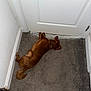 animal, brown_dog, carpet, collar, corner, cozy, dog, door, floor, fur, guarding, home, indoor, pet, quiet, relaxed, resting, sleeping, tail, white_door
