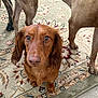 Schwarber is registered to the contest to win money with this photo: dog, dachshund, brown, pet, animal, indoor, carpet, patterned_rug, floor, fur, ears, cute, looking_up, companion, domestic, canine, close_up, three_dogs, legs, collar