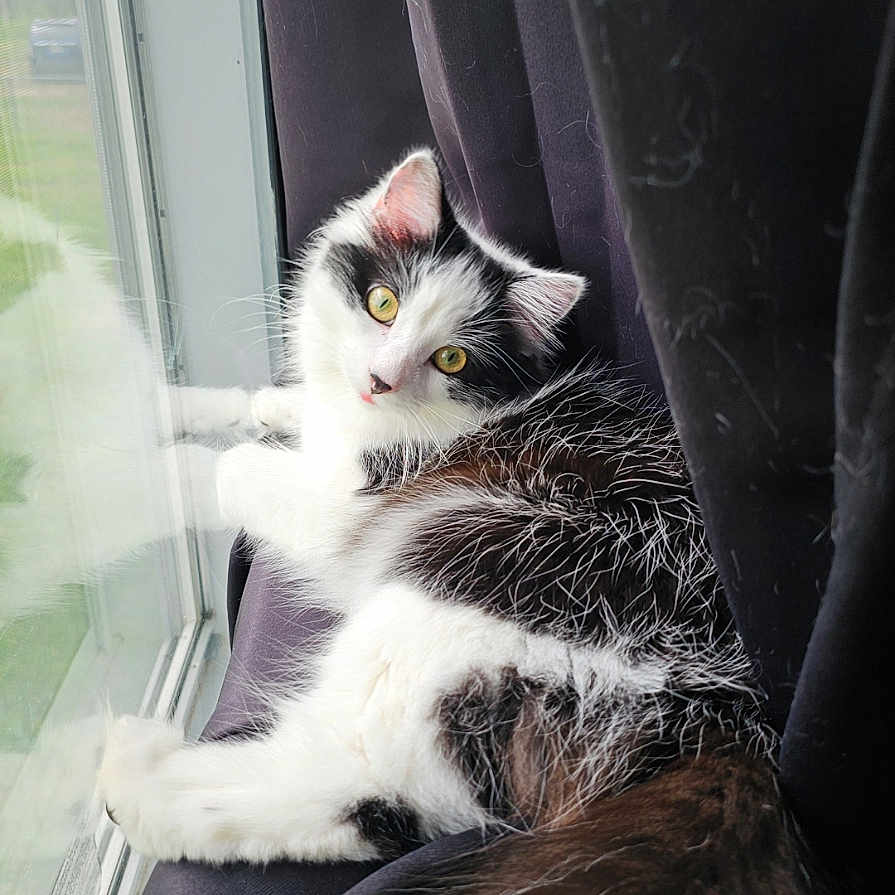 Mia is registered to the contest to win money with this photo: animal, black_and_white, cat, closeup, cozy, curious, curtain, daylight, fluffy, fur, indoor, laying, nature_view, pet, reflection, relaxed, soft_light, whiskers, window, yellow_eyes