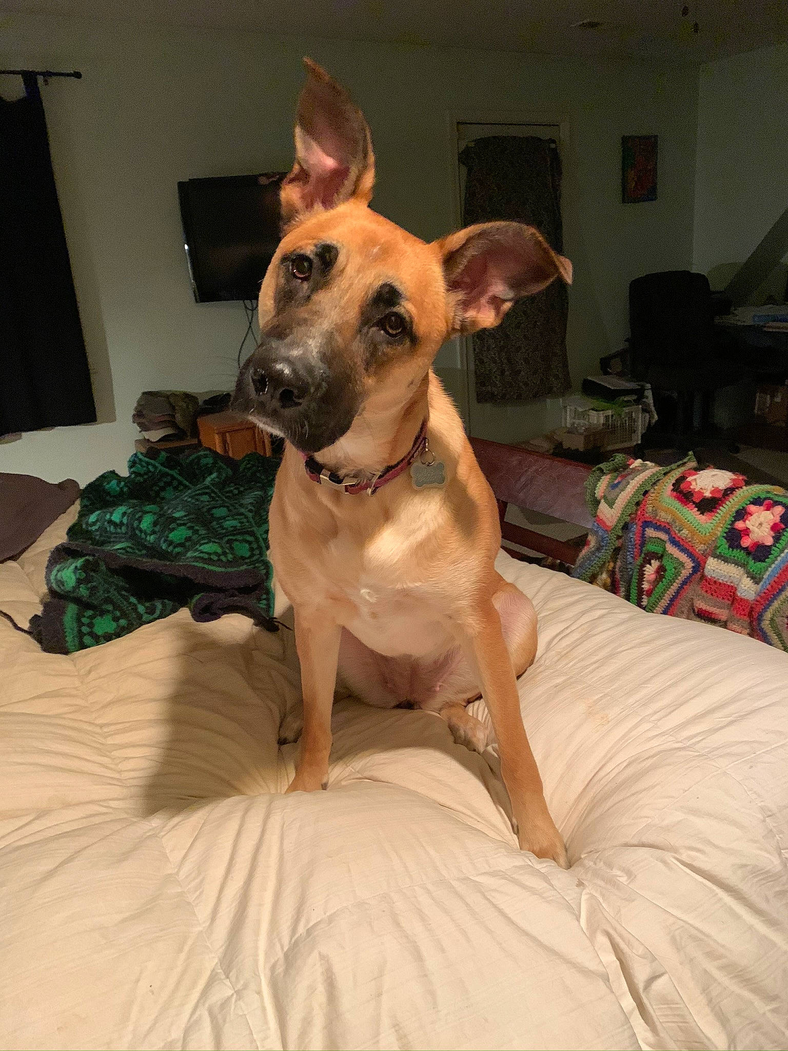 Maggie joined the competition — help win amazing prizes! canidae, carnivore, collar, comfort, companion_dog, dog, dog_breed, dog_clothes, dog_collar, dog_supply, ear, fawn, guard_dog, paw, sighthound, snout, sporting_group, toy_dog, whiskers, working_animal