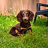animal, background_wall, black_chair, brown, calm, cute, dachshund, dog, ears, fur, garden, grass, greenery, nature, outdoor, pet, portrait, puppy, sitting, young_dog