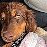 Bretzel a rejoint le concours — aidez-le/la à gagner de superbes lots ! dog, brown_dog, puppy, car_seat, blanket, seatbelt, closeup, pet, sleepy, cozy, fur, animal, companion, indoors, transport, resting, cute, domestic_animal, mammal, relaxation