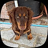 Bretzel participe au concours pour gagner de l'argent avec cette photo : dog, puppy, dachshund, brown_fur, outdoor, stone_pavement, garden, plant_pot, hose, pet, cute, animal, fur, small_dog, ears, eyes, nose, sitting, looking_up, adorable