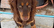 Bretzel participe au concours pour gagner de l'argent avec cette photo : dog, puppy, dachshund, brown_dog, long_hair, pet, animal, outdoor, stone_pavement, garden, plant_pot, cute, looking_up, small_dog, fur, ears, nose, eyes, legs, paw
