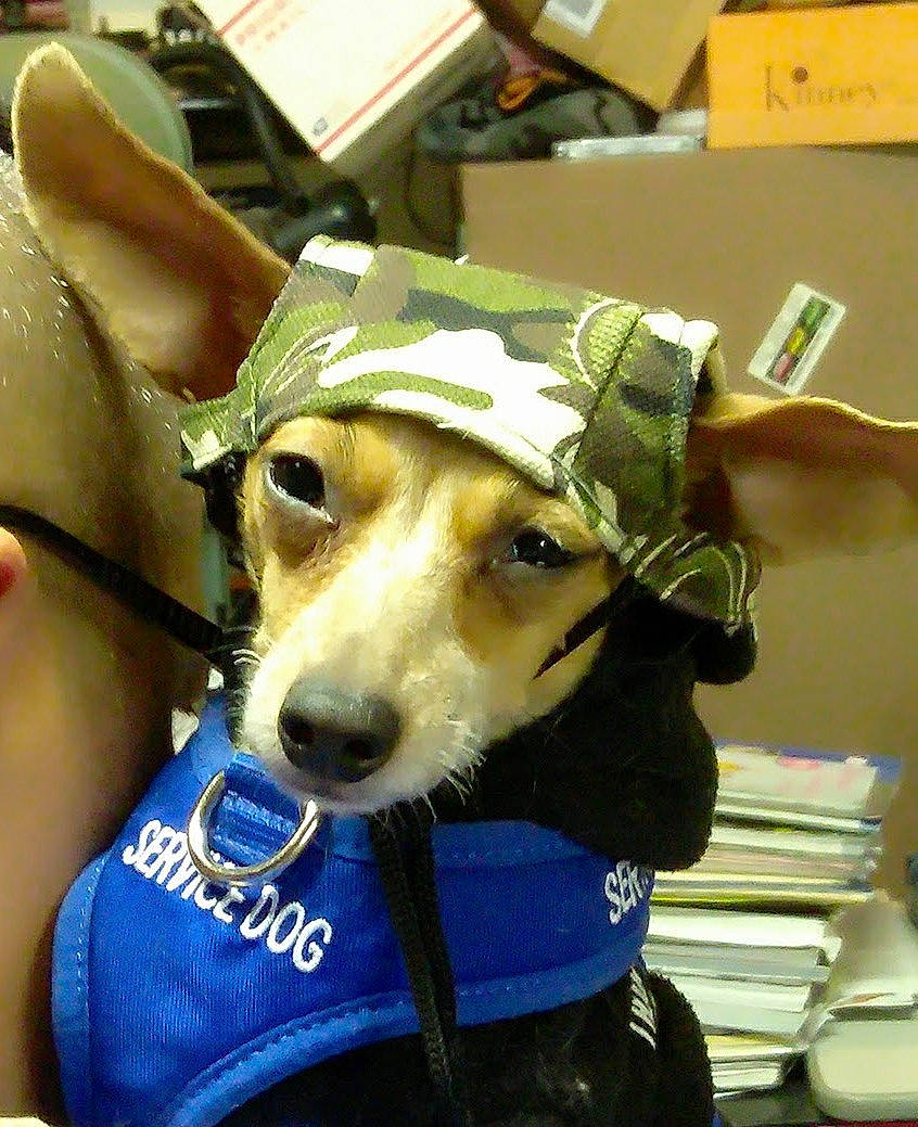 Whizzer is registered to the contest to win money with this photo: canidae, carnivore, collar, companion_dog, dog, dog_breed, dog_clothes, dog_collar, dog_supply, electric_blue, fashion_accessory, fawn, fur, leash, pack_animal, personal_protective_equipment, snout, sporting_group, whiskers, working_animal