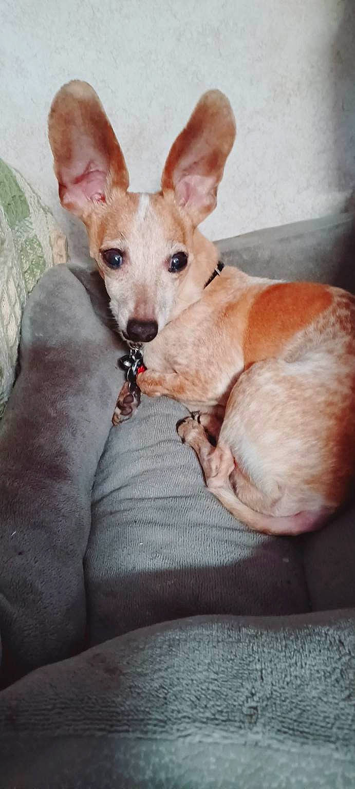 Whizzer is registered to the contest to win money with this photo: canidae, carnivore, comfort, companion_dog, dog, dog_breed, dog_supply, ear, fawn, fur, non_sporting_group, paw, snout, sporting_group, tail, terrestrial_animal, toy_dog, whiskers, wood