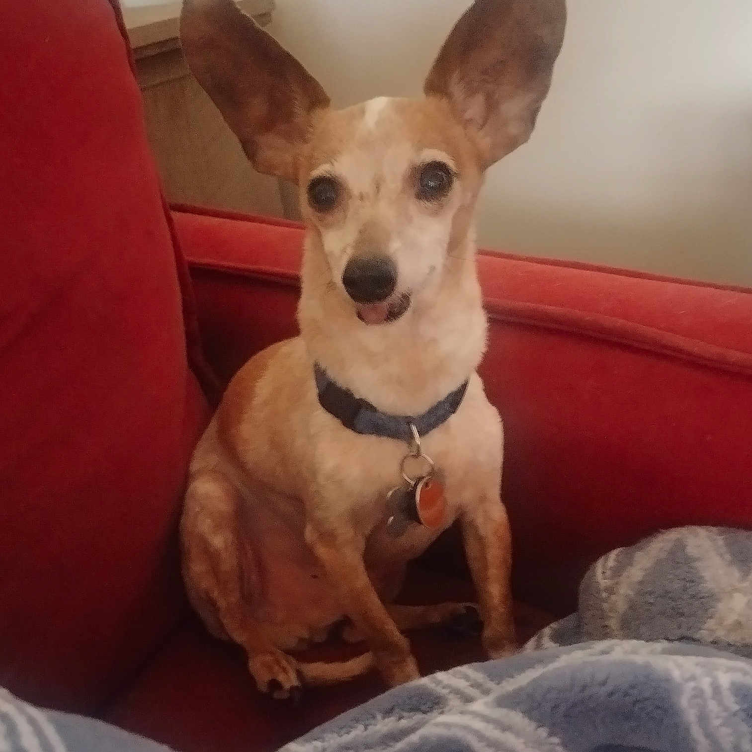 Whizzer is registered to the contest to win money with this photo: animal, architecture, blanket, building, canine, chair, chihuahua, couch, cushion, dog, furniture, homedecor, hound, indoors, interiordesign, linen, livingroom, pet, puppy, room