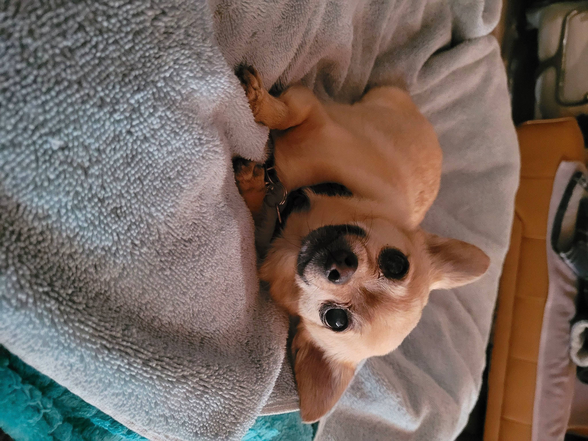 Tiny is registered to the contest to win money with this photo: canidae, carnivore, comfort, companion_dog, dog, dog_breed, ear, fawn, fur, linens, nap, pattern, paw, sleep, snout, sporting_group, sunglasses, toy_dog, whiskers, woven_fabric