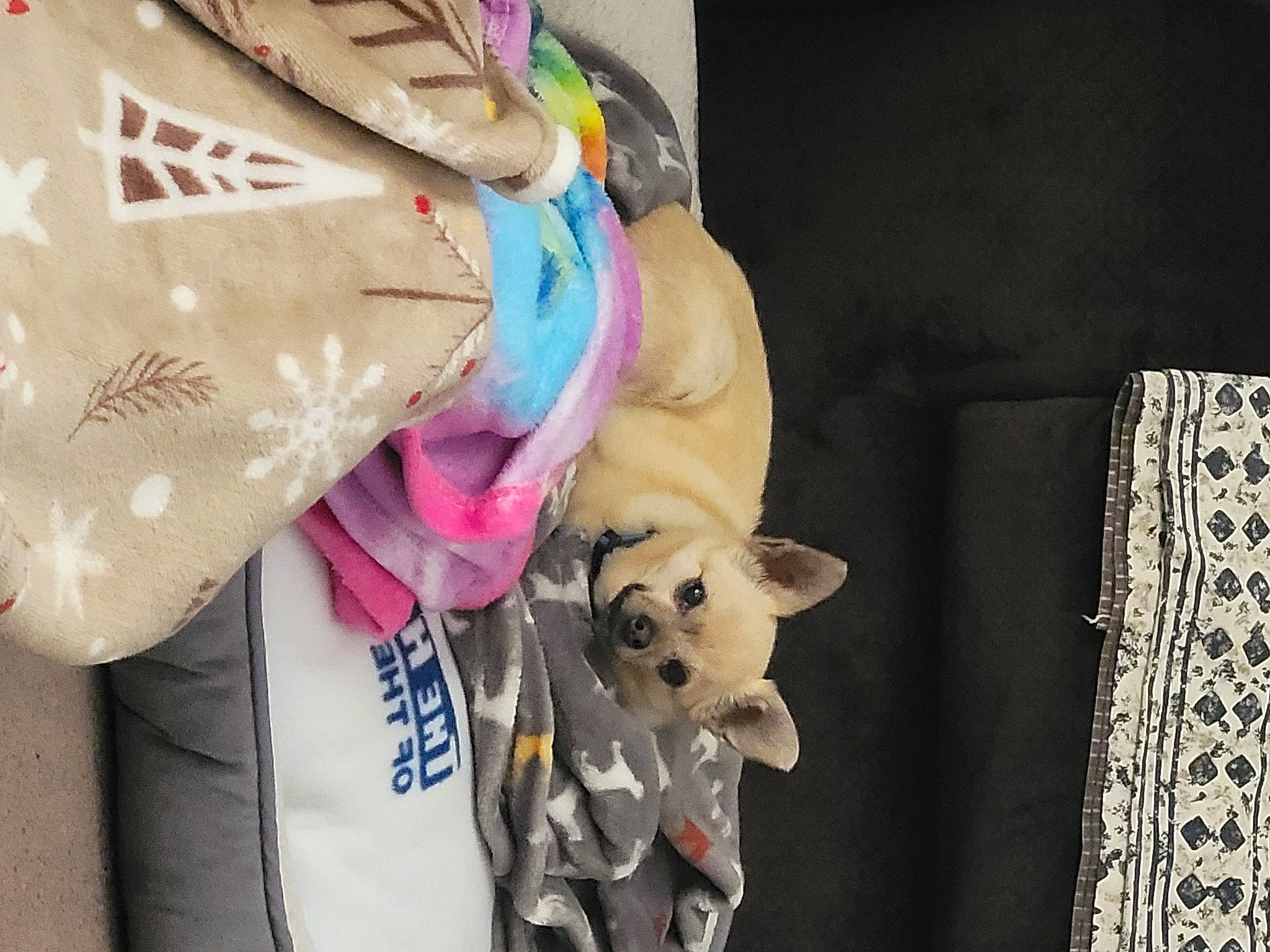 Tiny is registered to the contest to win money with this photo: carnivore, collar, companion_dog, dog, dog_breed, dog_clothes, dog_supply, doll, fashion_accessory, fawn, fur, pet_supply, pink, plant, plush, snout, stuffed_toy, textile, toy, working_animal