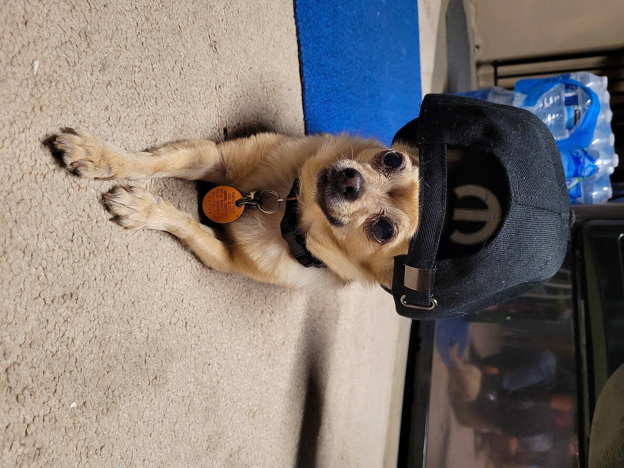 Tiny is registered to the contest to win money with this photo: bone, canidae, carnivore, companion_dog, dog, dog_breed, dog_supply, eyewear, fashion_accessory, fawn, fur, goggles, paw, skull, snout, sporting_group, tail, toy_dog, whiskers, wood