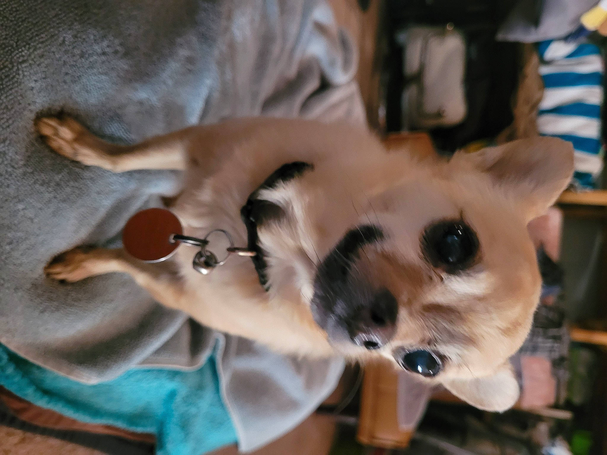 Tiny is registered to the contest to win money with this photo: canidae, carnivore, chihuahua, companion_dog, dog, dog_breed, dog_supply, ear, fawn, felidae, fur, pomeranian, small_to_medium_sized_cats, snout, spitz, sporting_group, sunglasses, toy_dog, whiskers, working_animal