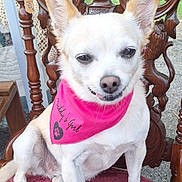 Daisy Baby joined the competition — help win amazing prizes! dog, small_dog, chihuahua, pink_bandana, bandana, sitting, wooden_chair, ornate_chair, carved_wood, red_cushion, outdoor, pet, cute, animal, fur, ears, face, resting, domestic_animal, smiling
