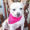 dog, small_dog, chihuahua, pink_bandana, bandana, sitting, wooden_chair, ornate_chair, carved_wood, red_cushion, outdoor, pet, cute, animal, fur, ears, face, resting, domestic_animal, smiling