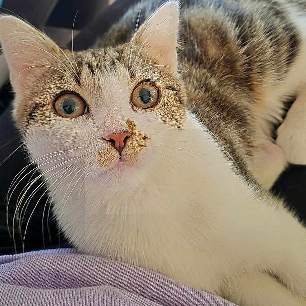 Basile participe au concours pour gagner de l'argent avec cette photo : cat, tabby_cat, pet, animal, indoor, fur, whiskers, ears, eyes, nose, person, lap, clothing, purple_shirt, relaxing, curious, close_up, domestic_cat, feline, resting