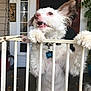 autumn, baby_gate, collar, concrete_floor, dog, door, ears, fur, gate, leaves, outdoor, pet, pet_tag, playful, porch, potted_plant, teeth, tongue, welcome_sign, white_dog