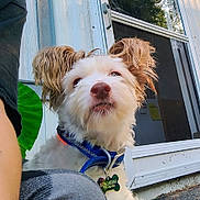 Ranger joined the competition — help win amazing prizes! blue_collar, close_up, curious, dog, dog_tag, ears, fur, happy, leaf, metal_ring, nose, outdoor, person_arm, pet, plant, porch, portrait, sitting, white_fur, window