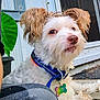 Ranger is registered to the contest to win money with this photo: blue_collar, brown_ears, close_up, cute, dog, dog_tag, fur, human_arm, leaf, leash, nose, plant, porch, portrait, sitting, small_dog, whiskers, white_fur, window, wooden_steps