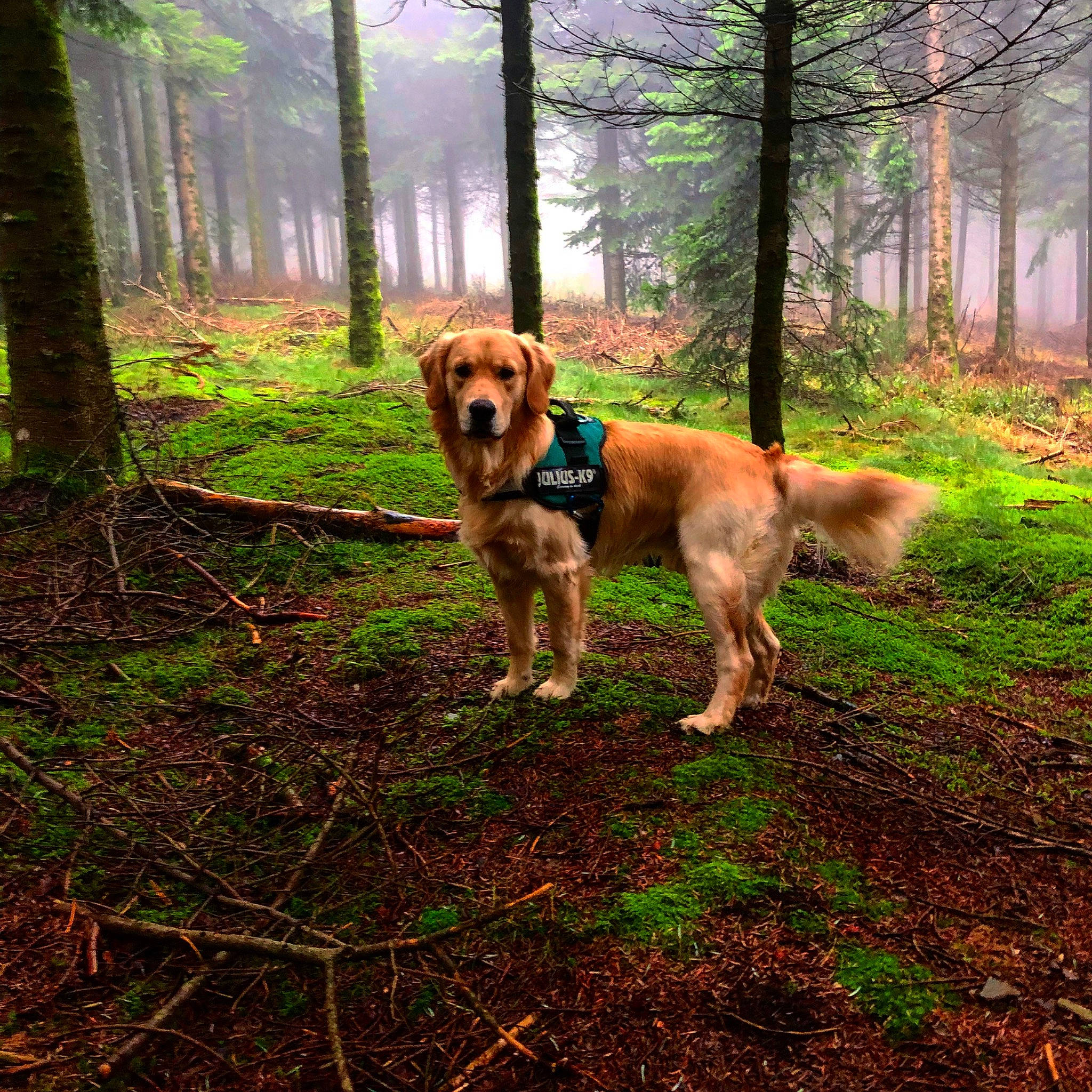 Nasko participe au concours pour gagner de l'argent avec cette photo : adventure, canidae, carnivore, companion_dog, dog, dog_breed, dog_hiking, fawn, forest, hunting_dog, old_growth_forest, sporting_group, tree, woodland