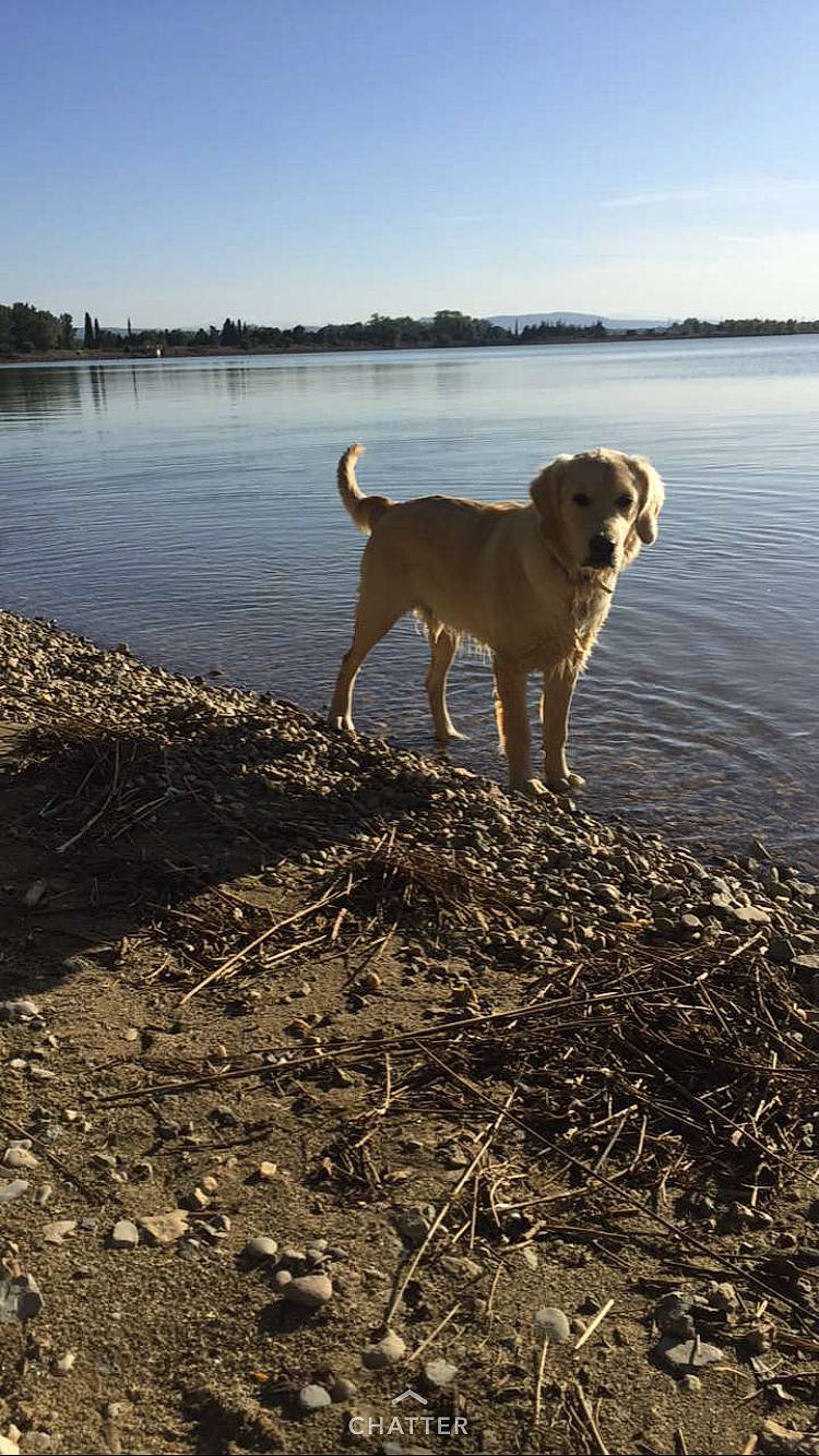 Nasko a rejoint le concours — aidez-le/la à gagner de superbes lots ! broholmer, canidae, carnivore, companion_dog, dog, dog_breed, fawn, hunting_dog, mammal, sporting_group, tail, vertebrate, working_dog