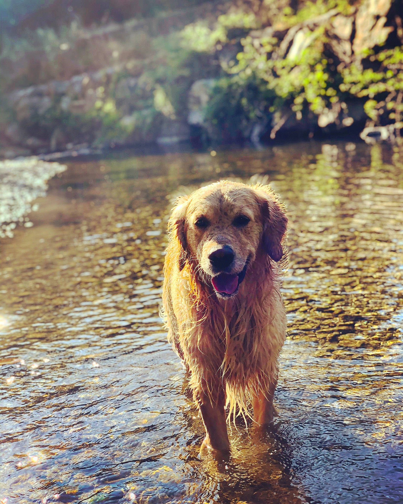 Nasko a rejoint le concours — aidez-le/la à gagner de superbes lots ! canidae, carnivore, companion_dog, dog, dog_breed, flat_coated_retriever, golden_retriever, hovawart, photography, retriever, river, setter, sporting_group, styrian_coarse_haired_hound