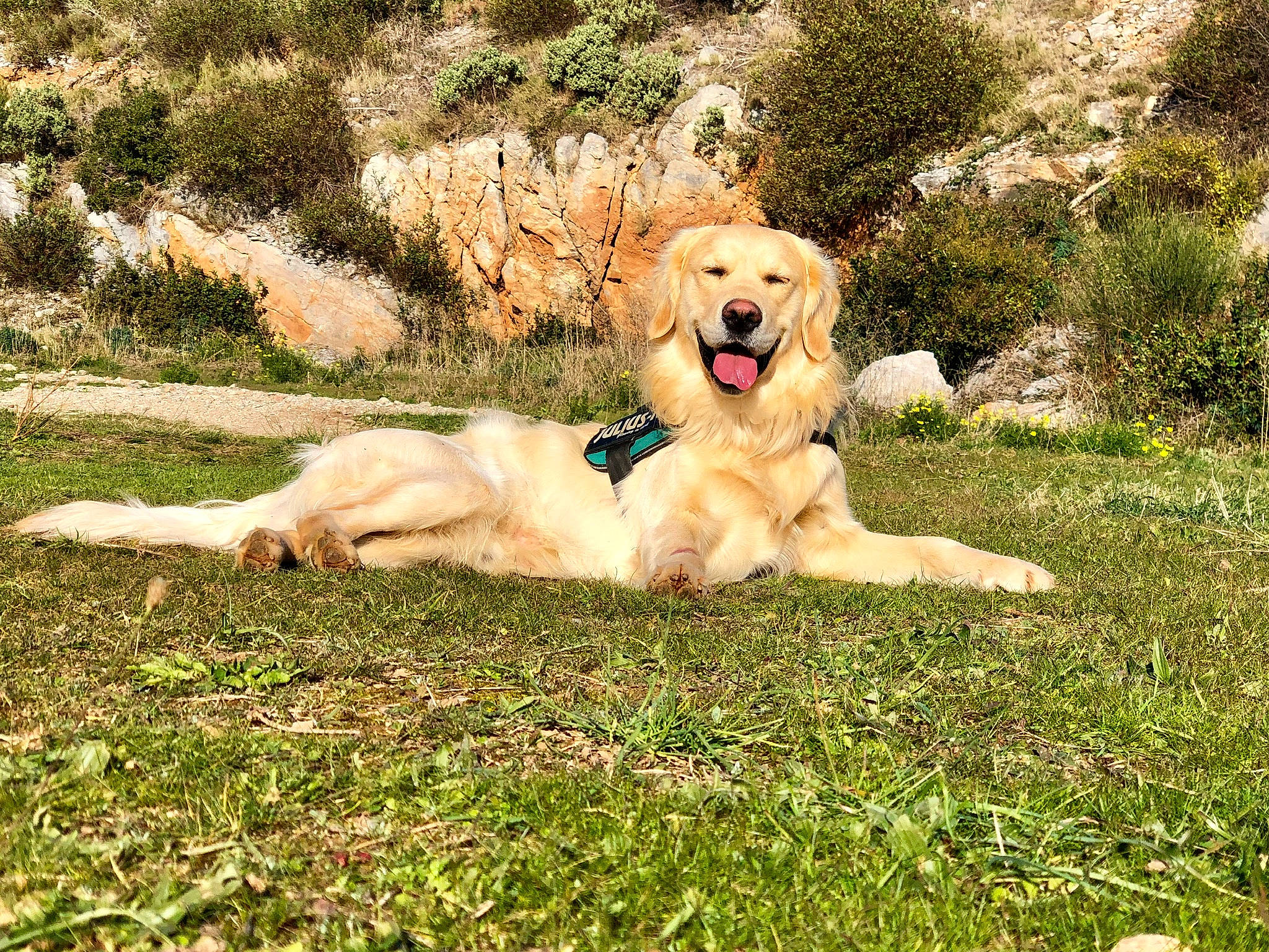 Nasko participe au concours pour gagner de l'argent avec cette photo : canidae, carnivore, companion_dog, dog, dog_breed, fawn, golden_retriever, grass, hovawart, labrador_retriever, mammal, retriever, sporting_group, vertebrate