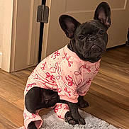 Bella is registered to the contest to win money with this photo: adorable, animal, black_dog, cozy, cute, dog, ears, floor, french_bulldog, fur, home, indoor, looking, pajamas, pet, pink_clothing, rug, sitting, small_dog, wooden_floor